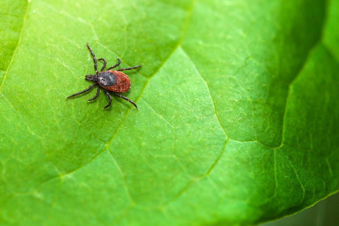 Θεραπεύεται η νόσος του Lyme; Κρότωνες, συμπτώματα και θεραπεία